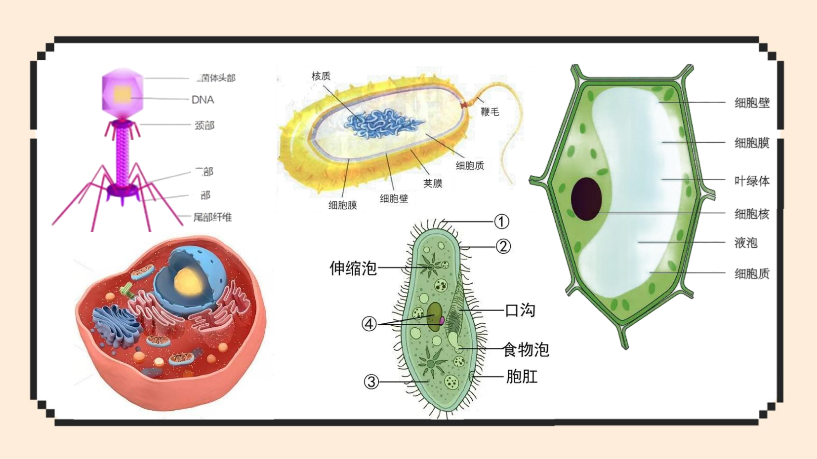 预览图 4